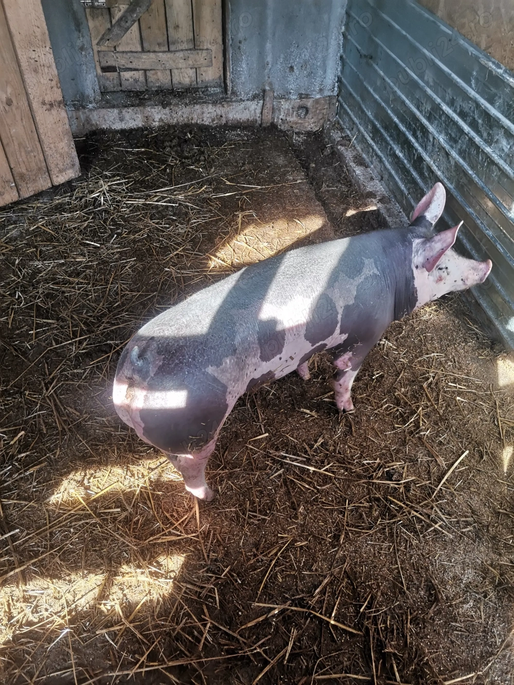 2 purcele de reproducere!! 