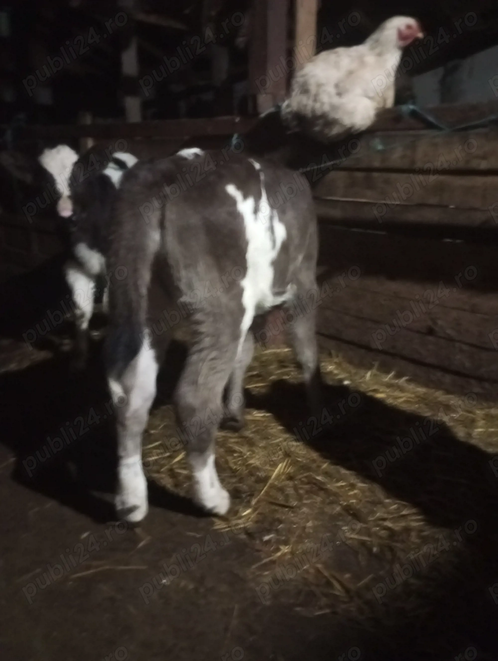 Vitei foarte frumoși 