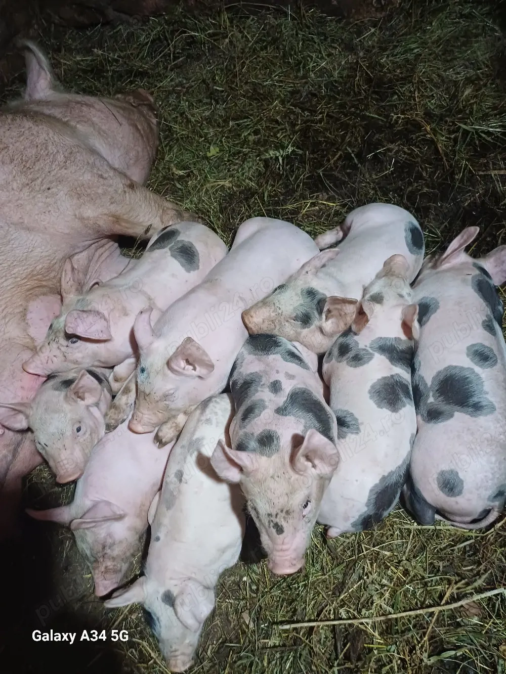 vand scrofa la prima fatare