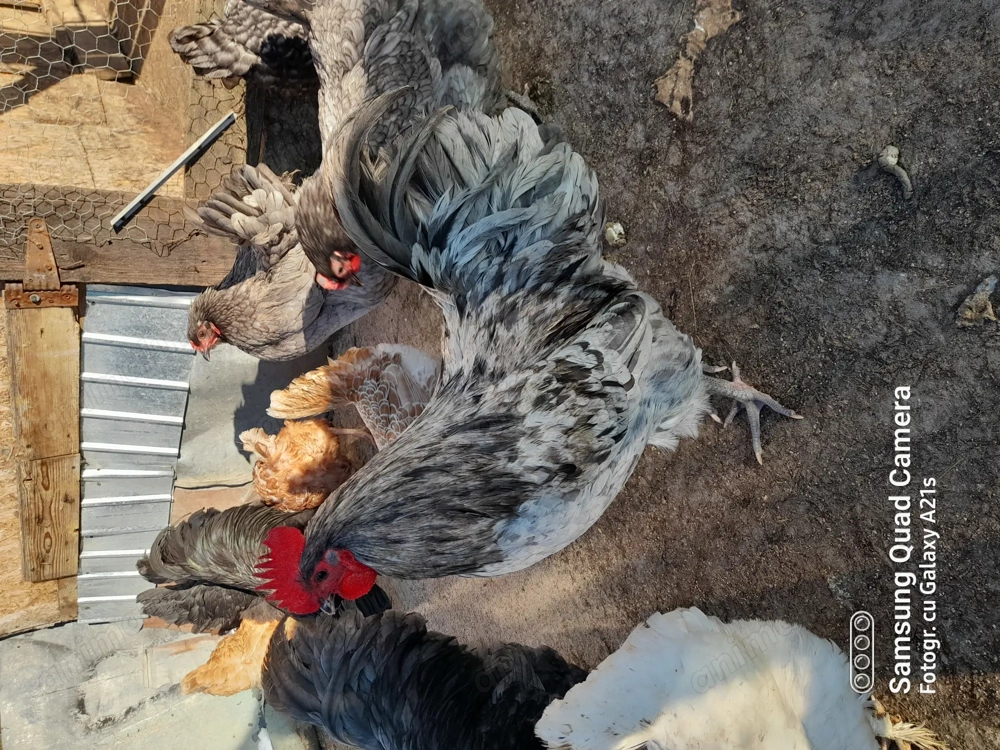 Pereche Australorp 