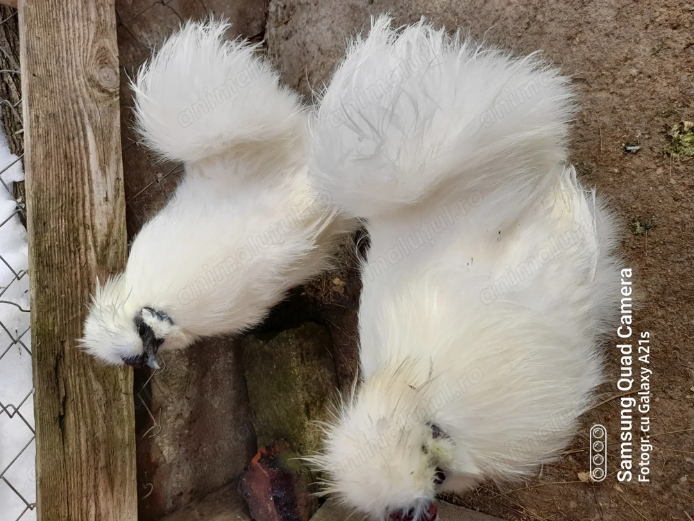 Cocoși matase japoneza 