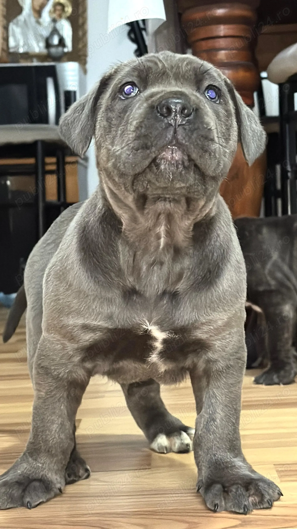 Cățeluși Cane Corso cu pedigree tip A 