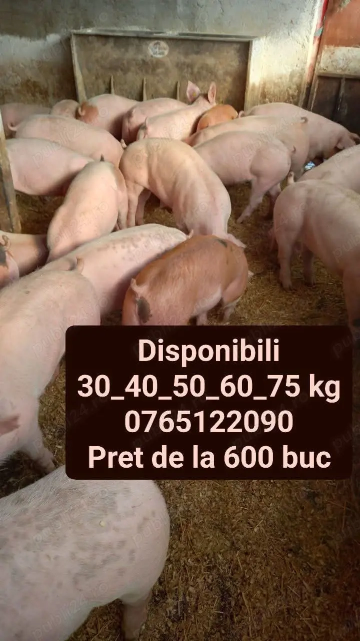 Vand purcei si grasuni