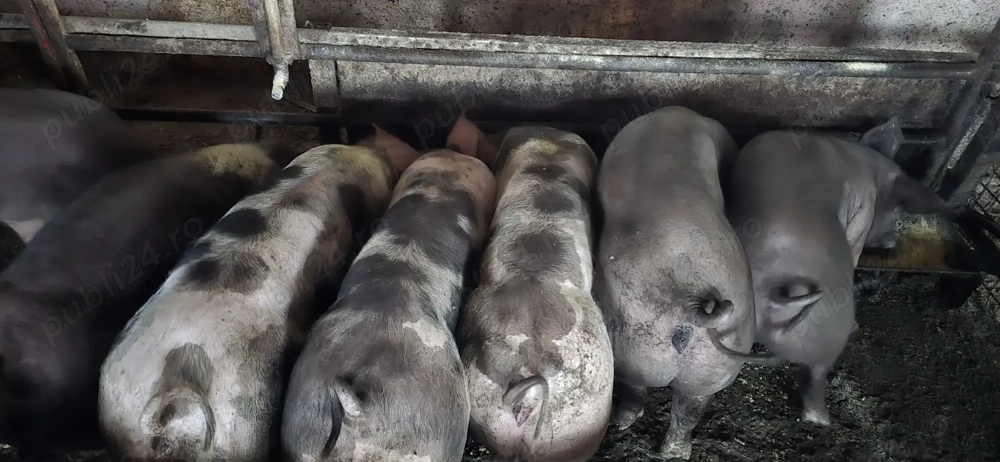 Vând porci 12 lei  kg