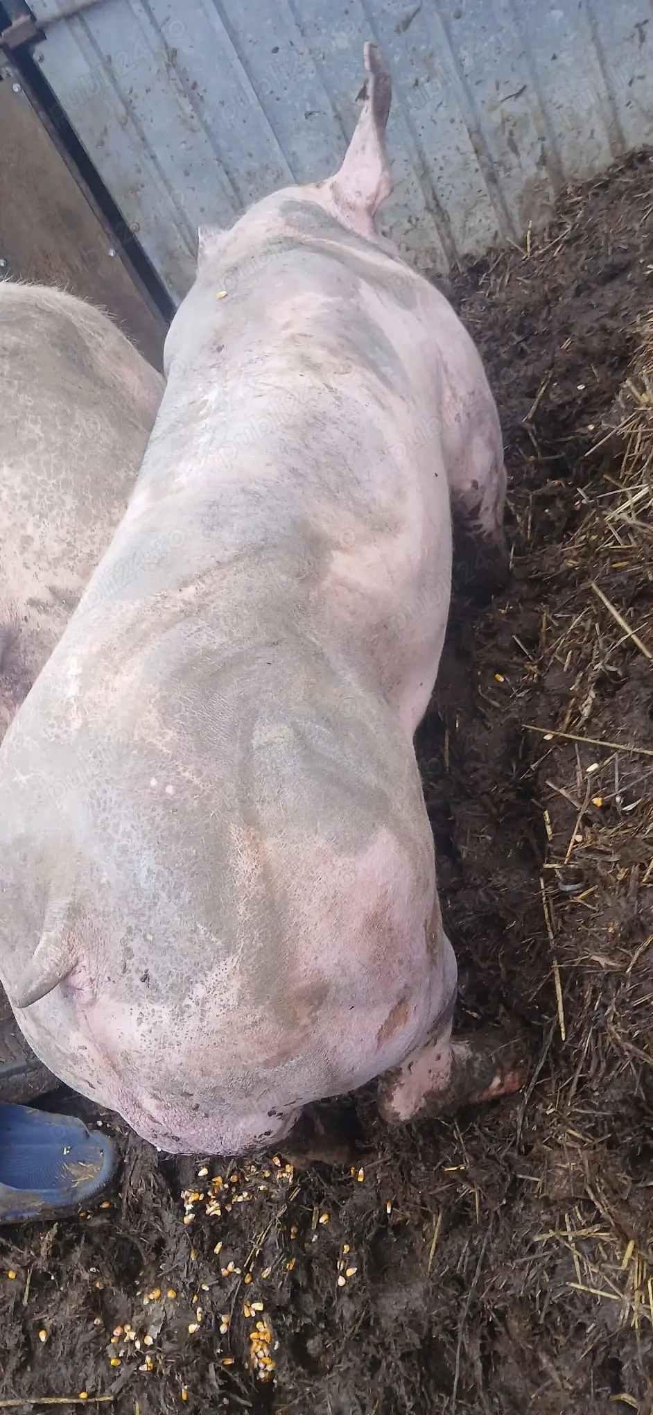 Vier petrean 100-110 kg