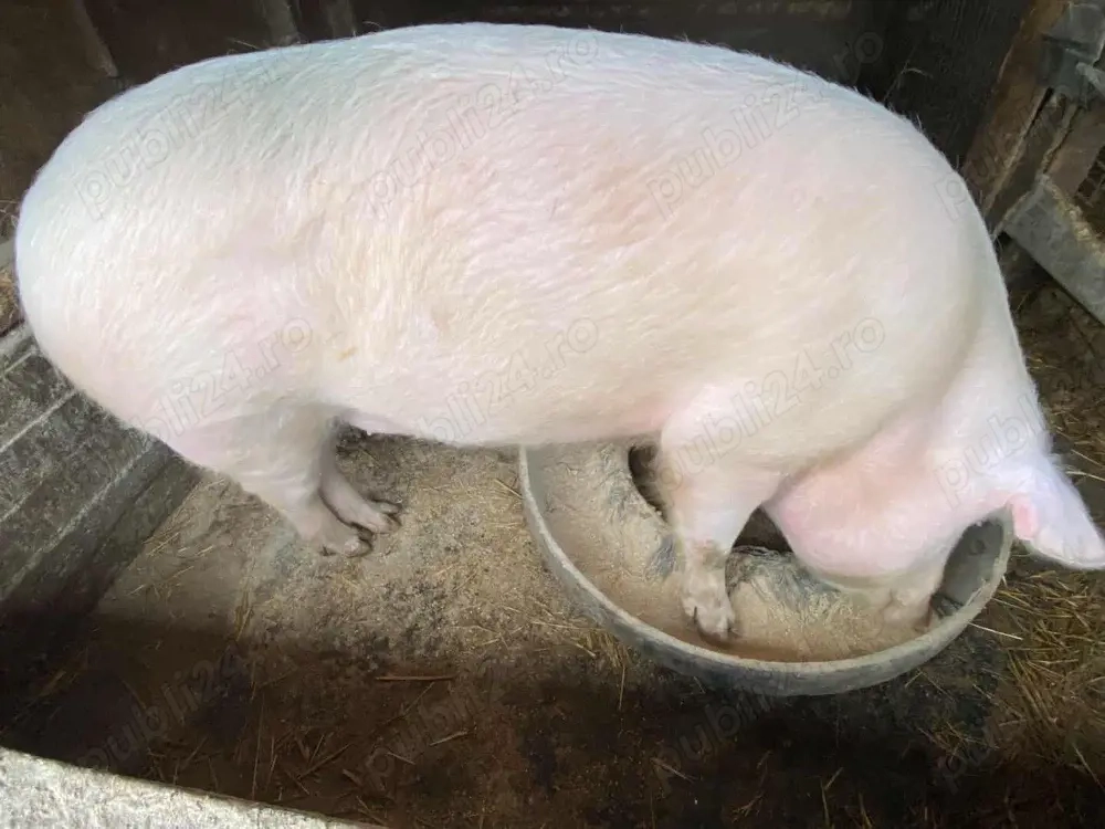 porc de vanzare 