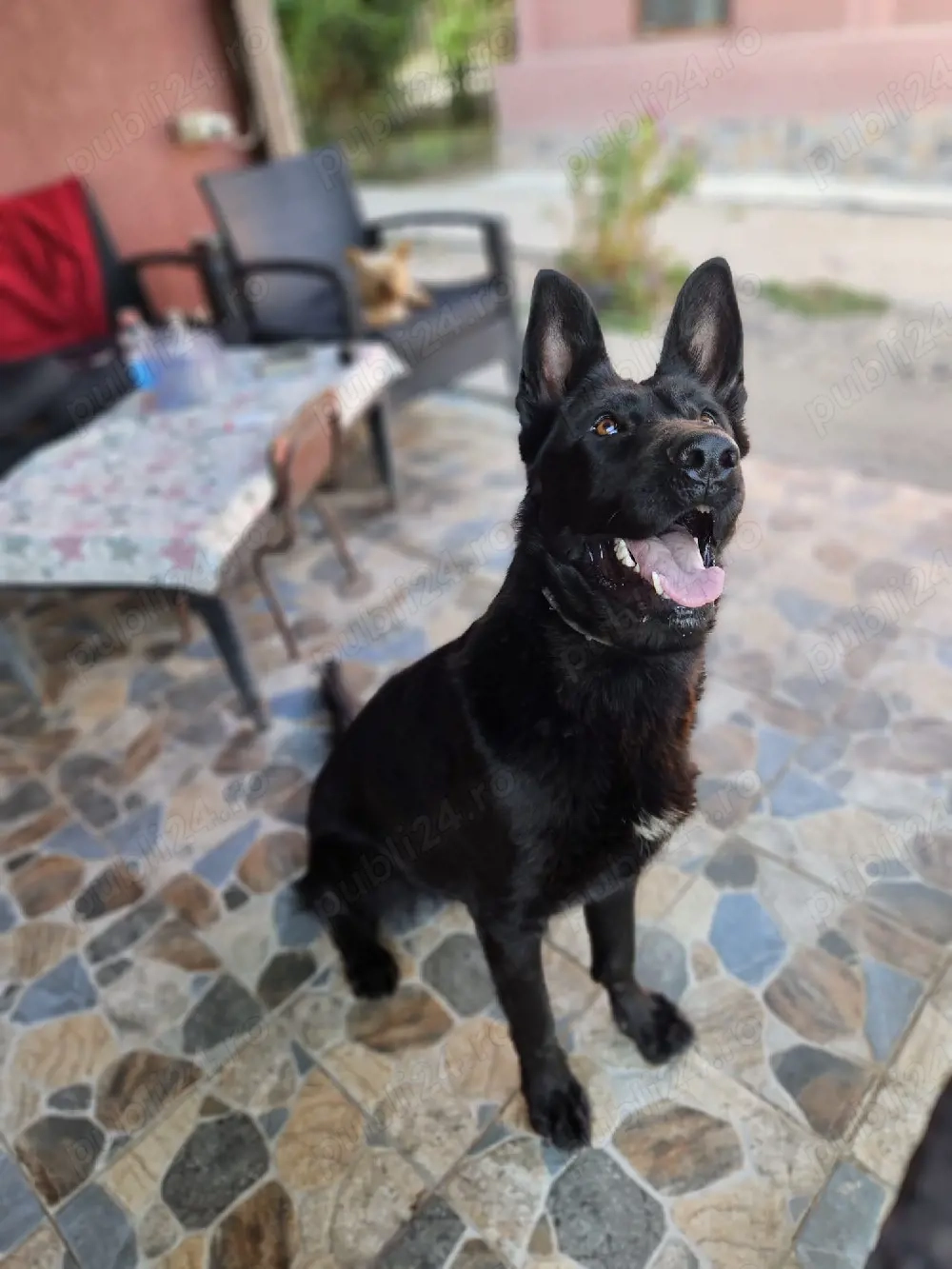 Ciobanesc german sur lupii