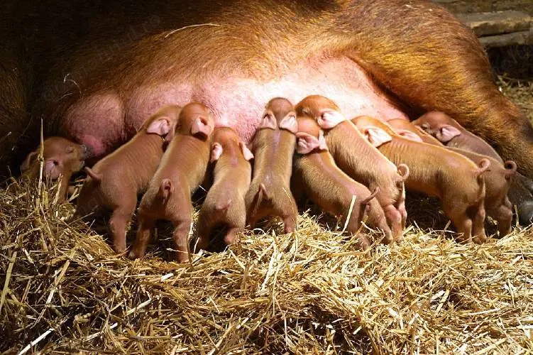 Vand porci durok de rasa 