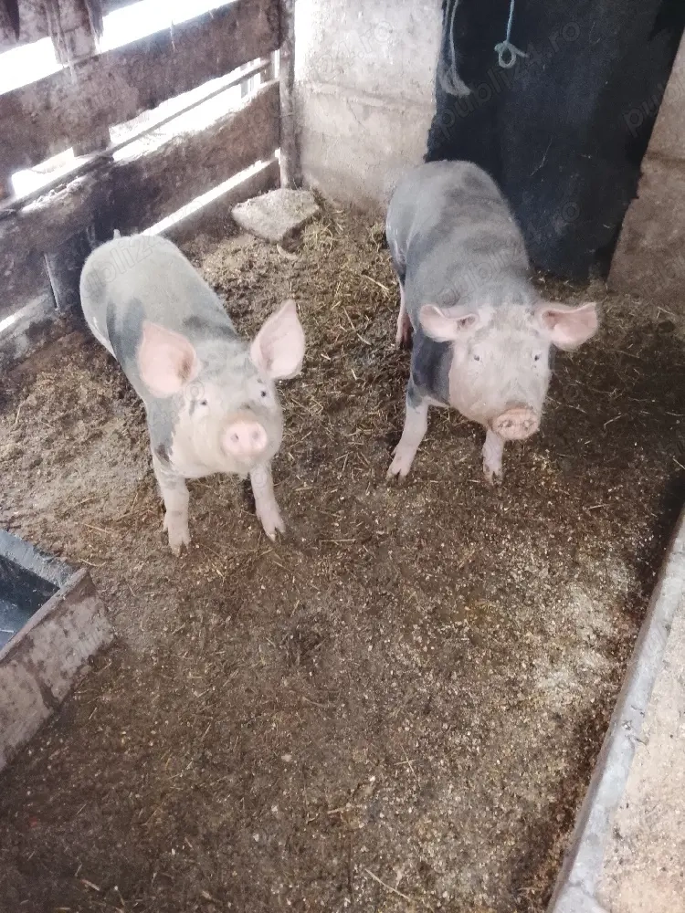 de vinzare 2 scrofite 