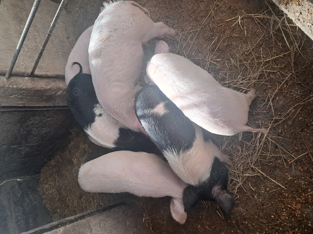 Vand soldani in beltiug 