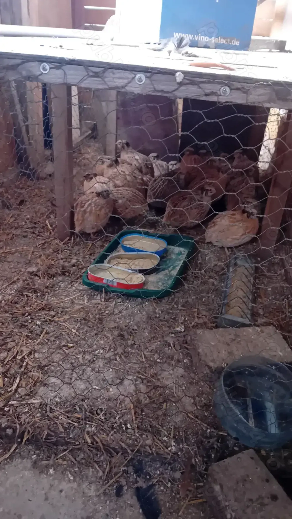 Schimb vând prepelițe mature