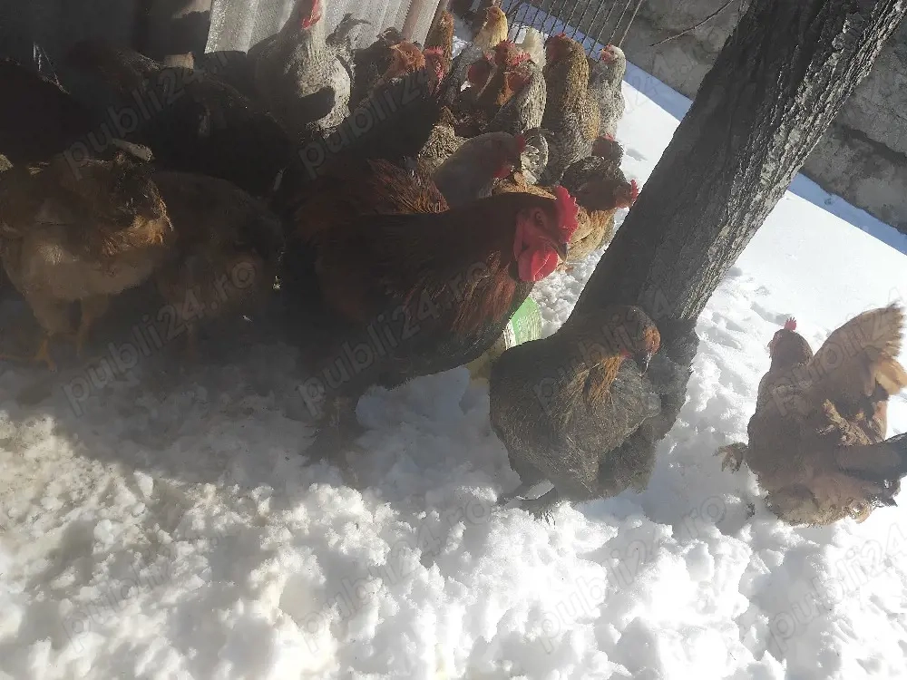 puii de la gaini brahma