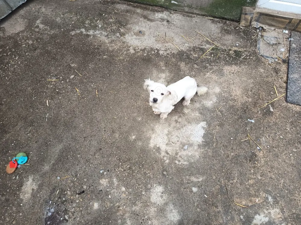 bison maltez rasă mică 