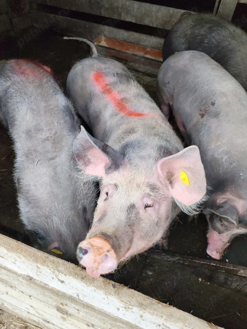 de vânzare 2 șoldani 