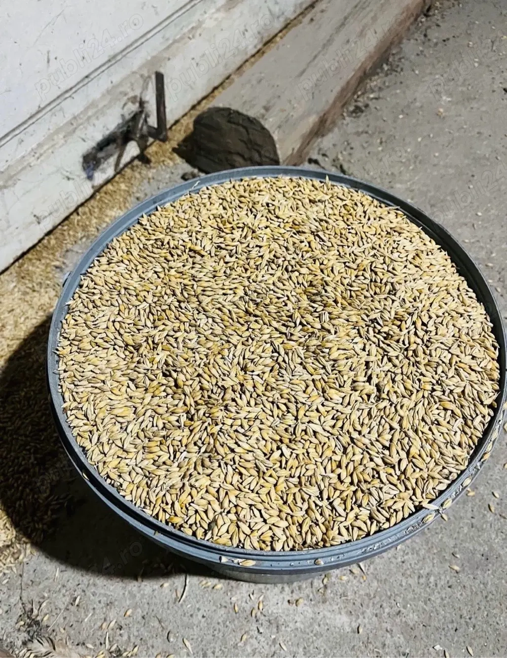 Vând orzoaică de primăvară