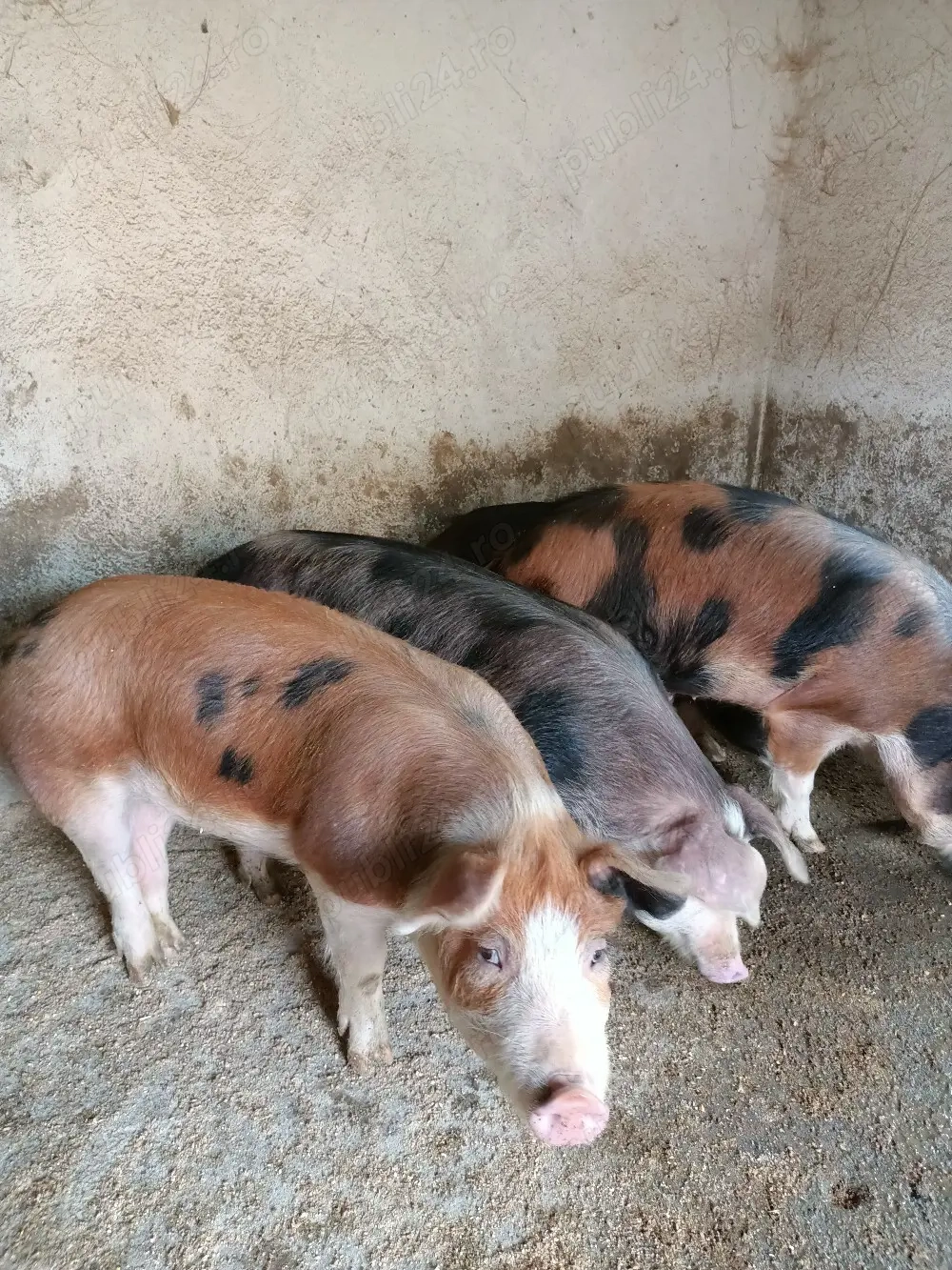 porci de vânzare 