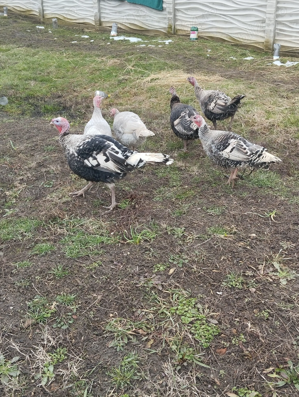 Vand 5 curci și un curcan