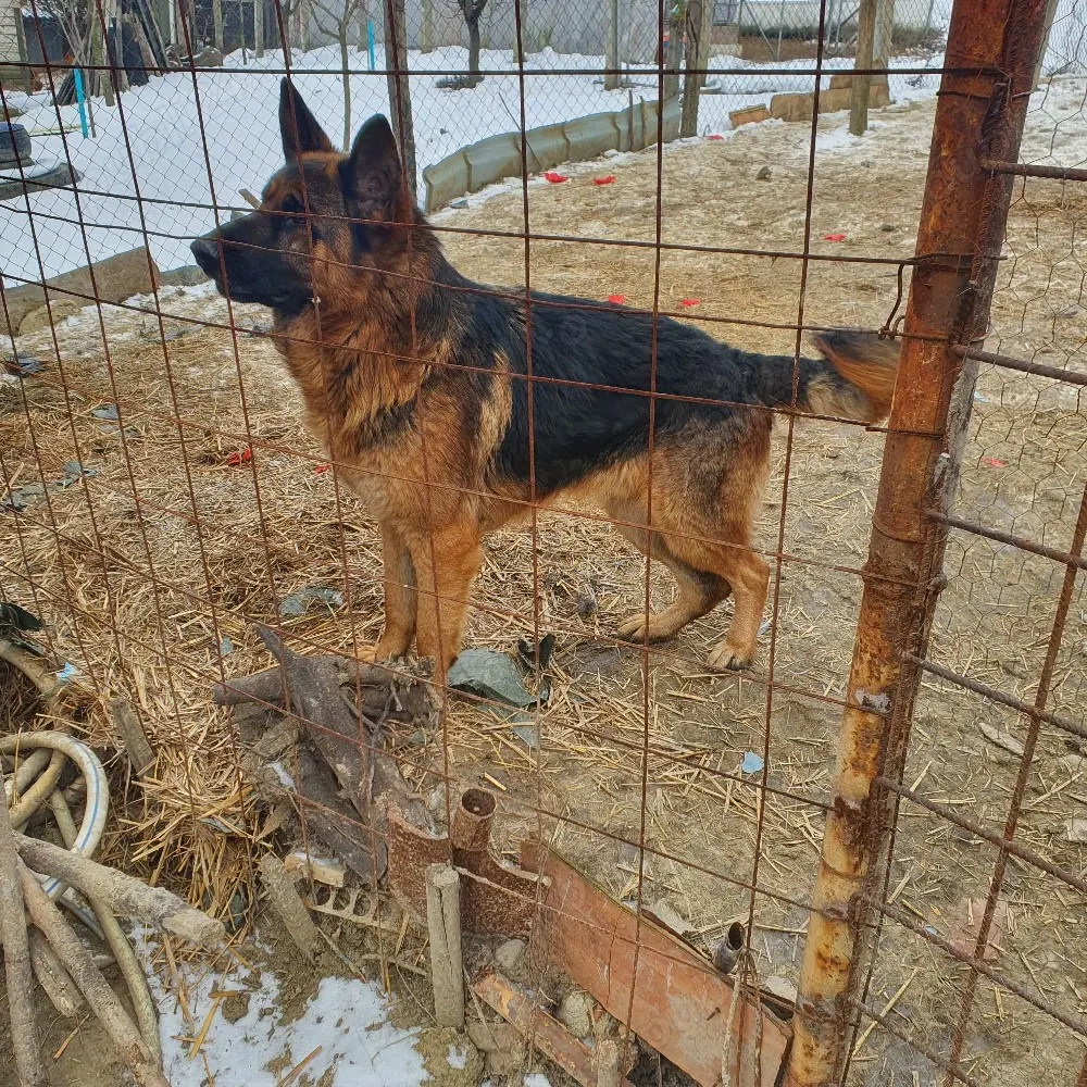 pereche ciobănești german