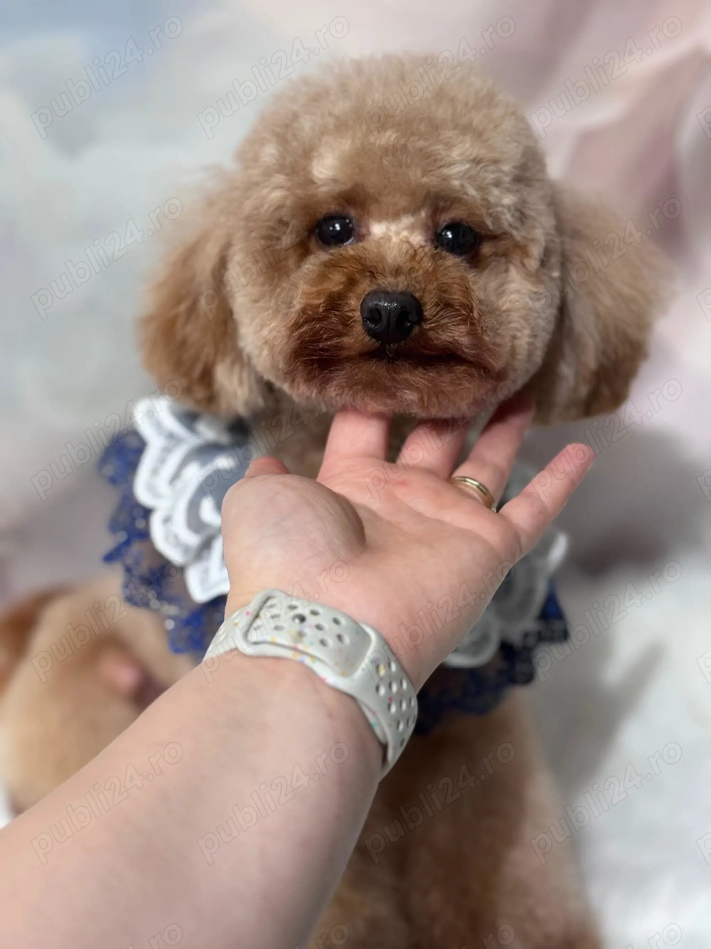 Mascul pudel mini toy