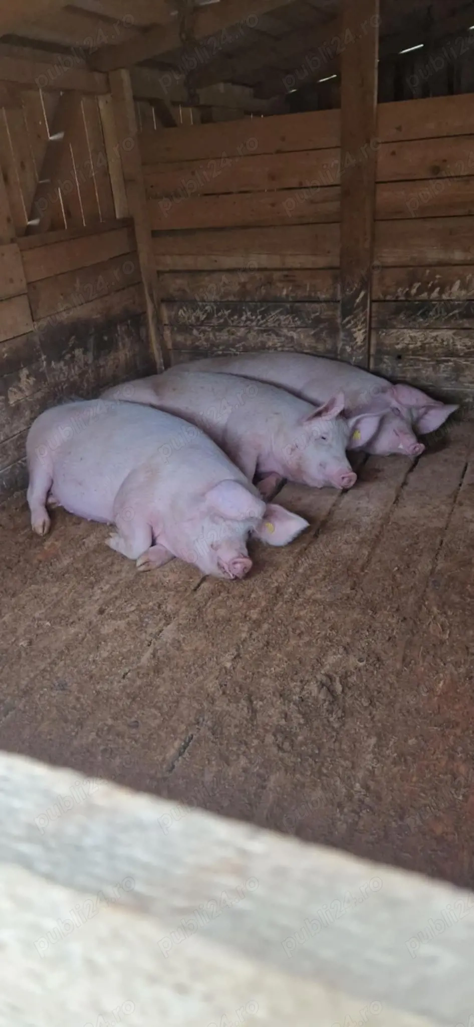 Porci de carne crescuti cu porumb si uruiala de la 110kg 120kg 130kg 140kg 150kg 