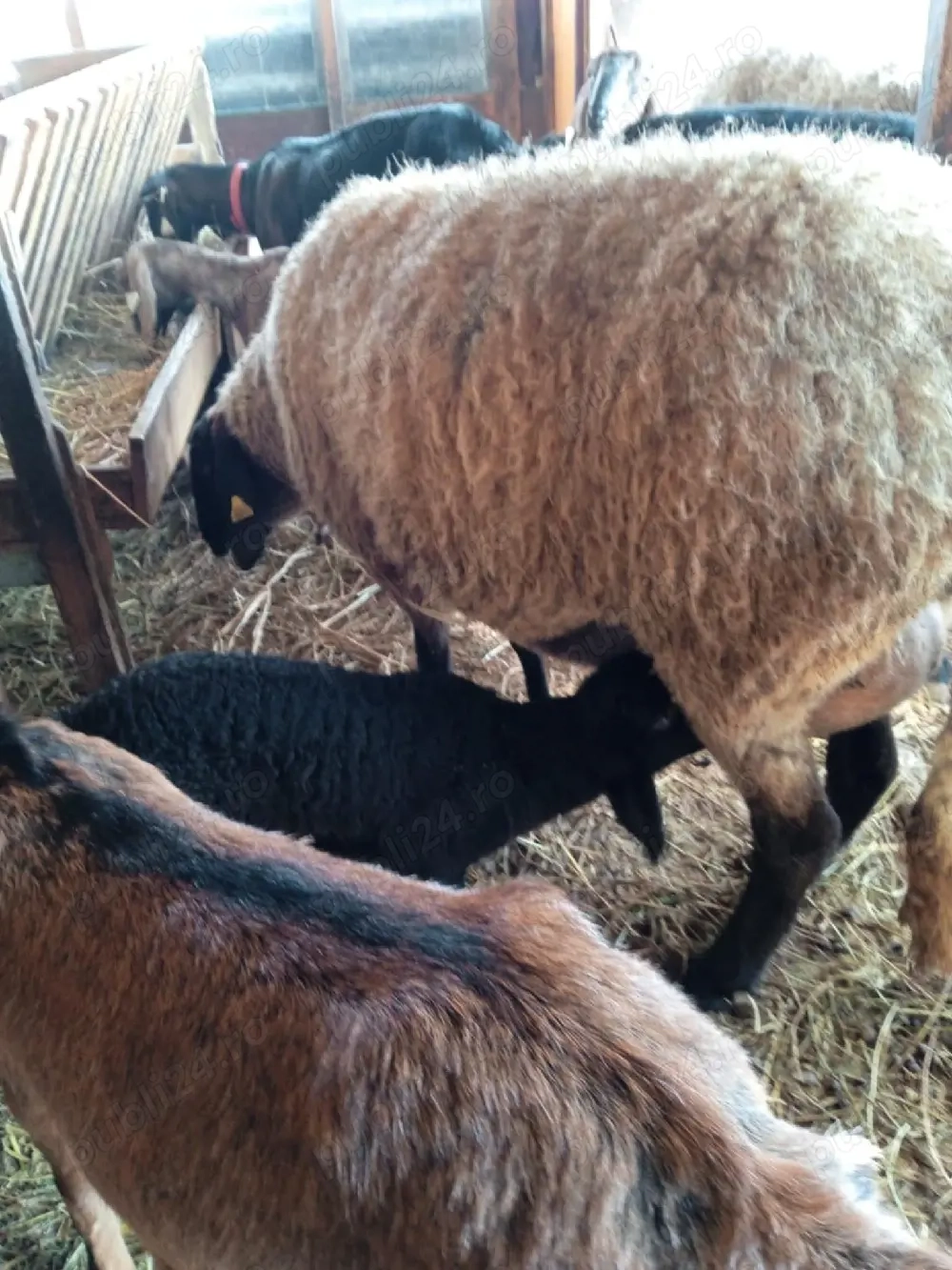 oaie sârbească talie mare