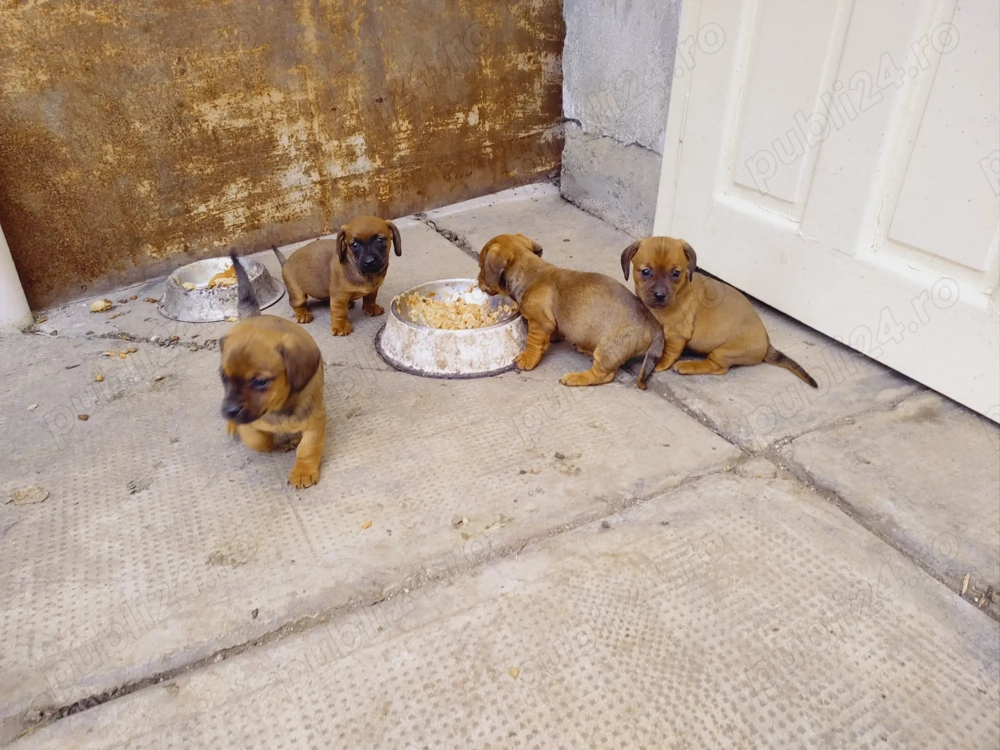 Teckel.4 cățelușe.