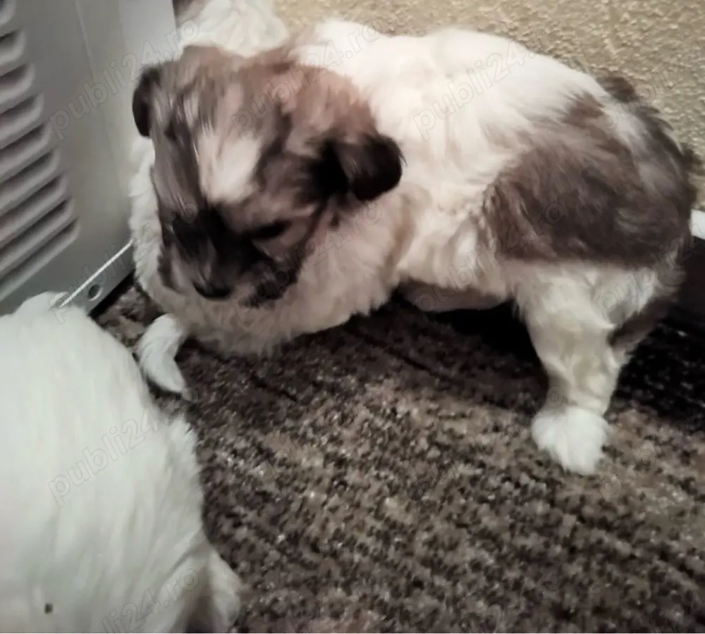 puiuti de catel bichon 