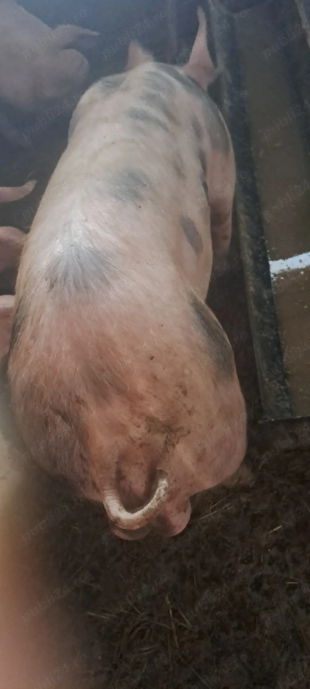 Vînd vier petran_marele alb 70 kg