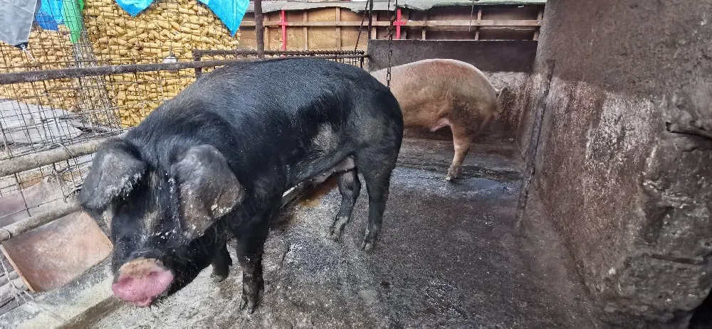 De vânzare sau schimb cu viței 