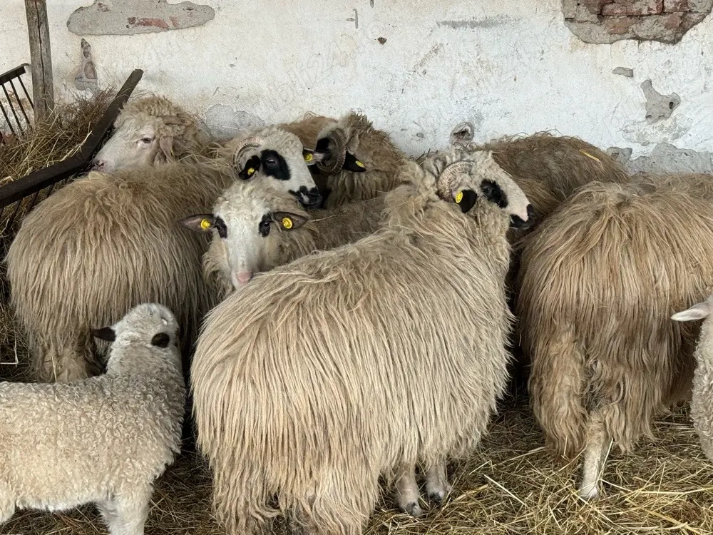 Vând oi tinere cu miei