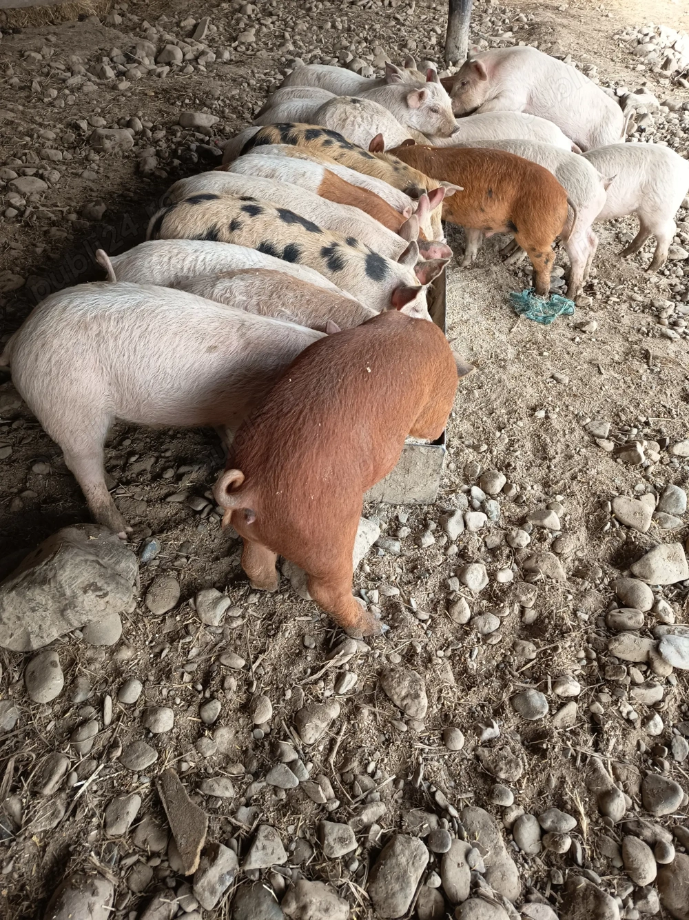 Vând purcei metis duroc