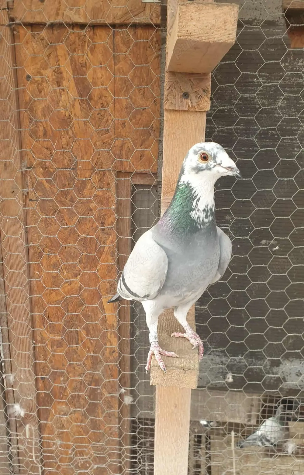 Ocazie! Vand 2 femele voiajor sport, linie Polonia! Pret 100 RON  bucata !