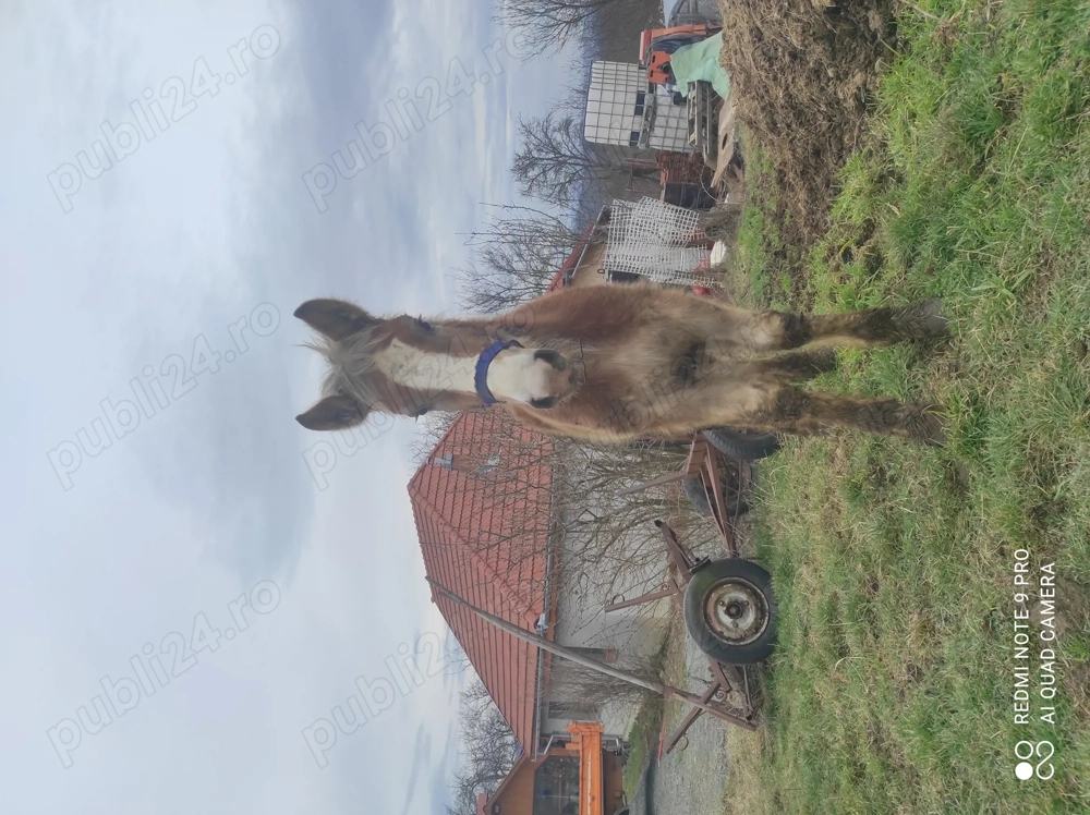 Se vinde mânz armăsar prețul este 3500 de lei