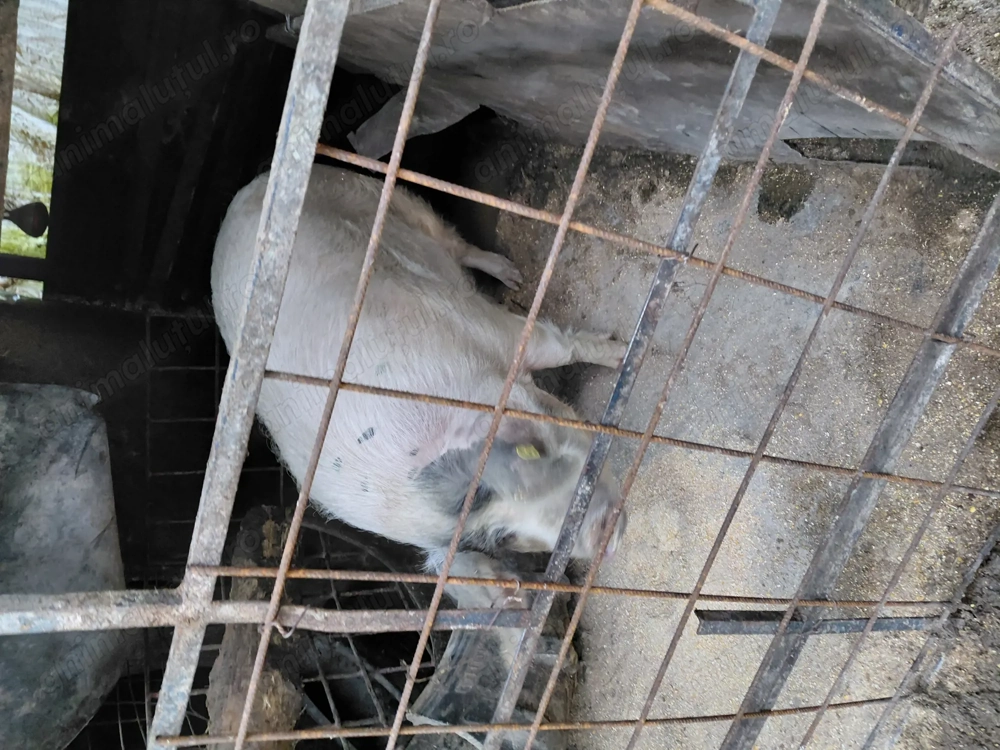 Porci   Scroafe de vanzare 