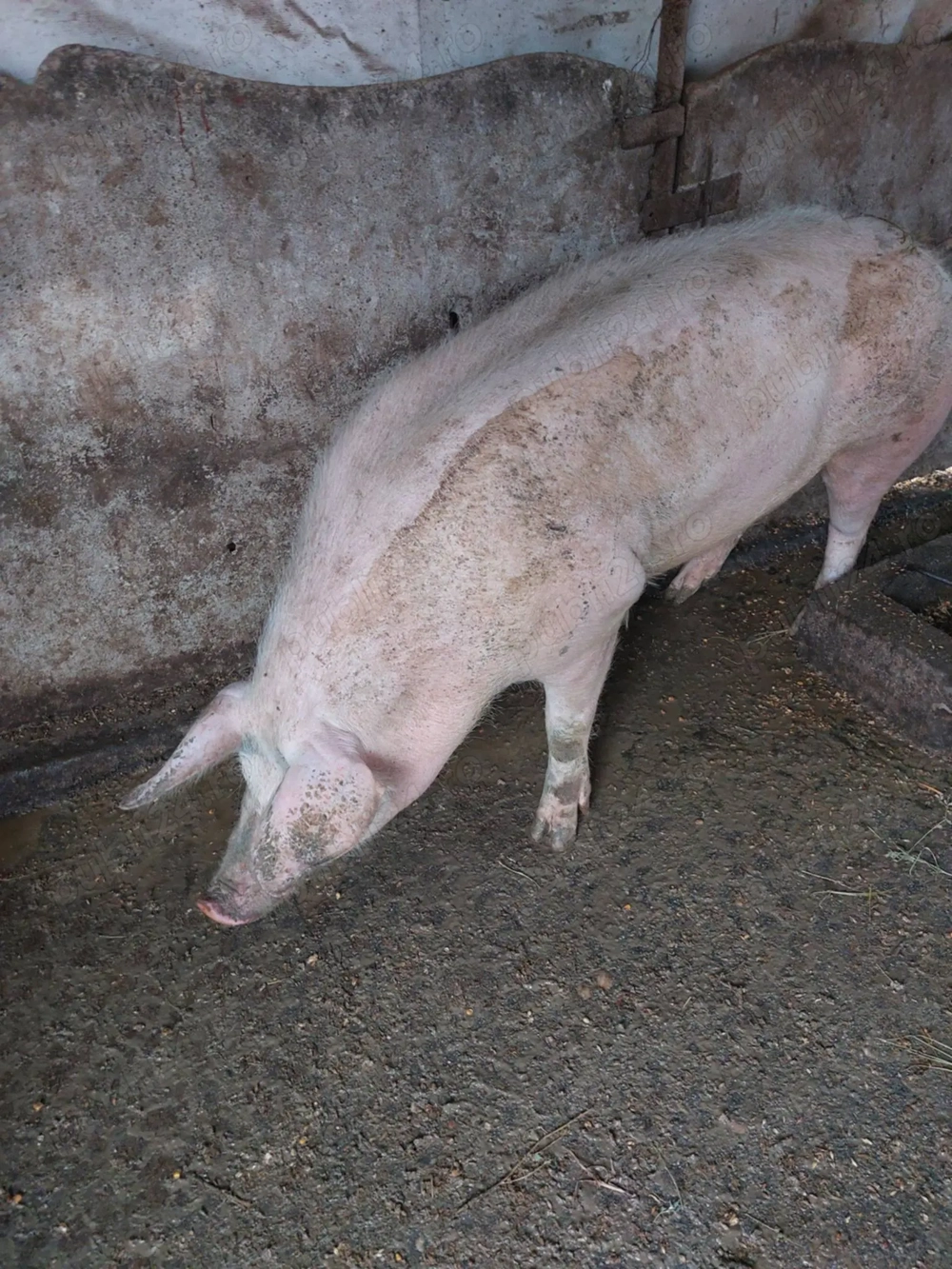  Vand porci crescuti natural ! 