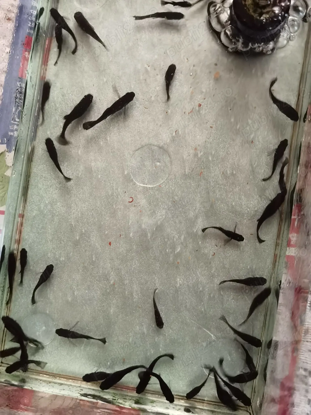 Pesti de acvariu Black Molly si puiet