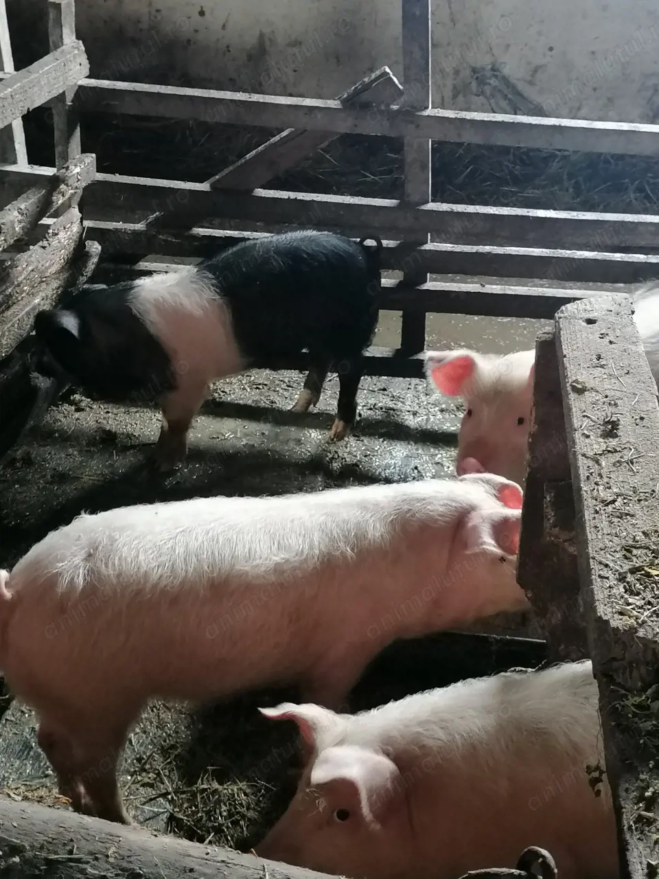 Purcei de vânzare, landrace x pietrain, de 12 săptămâni, vaccinați și deparazitați 