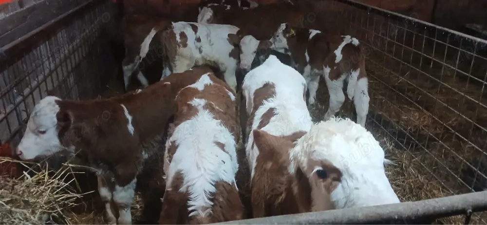 vand vitei si vitele 