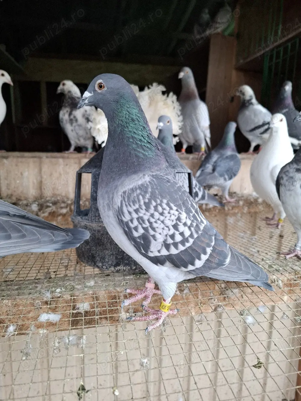 Porumbei voiajori inelați