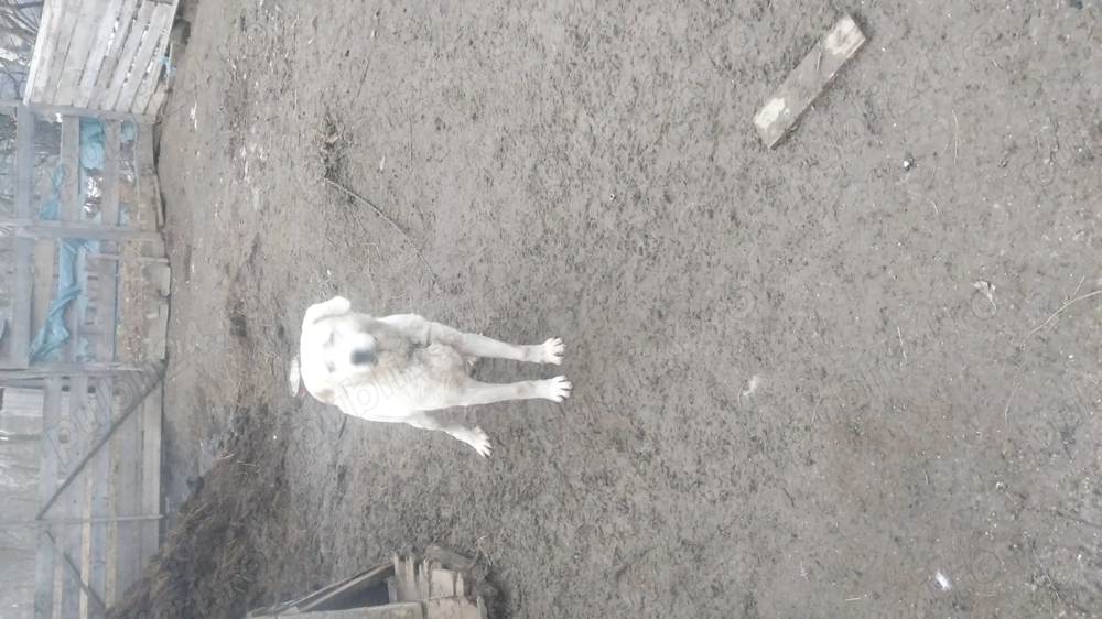 Vand caine  bun de oi