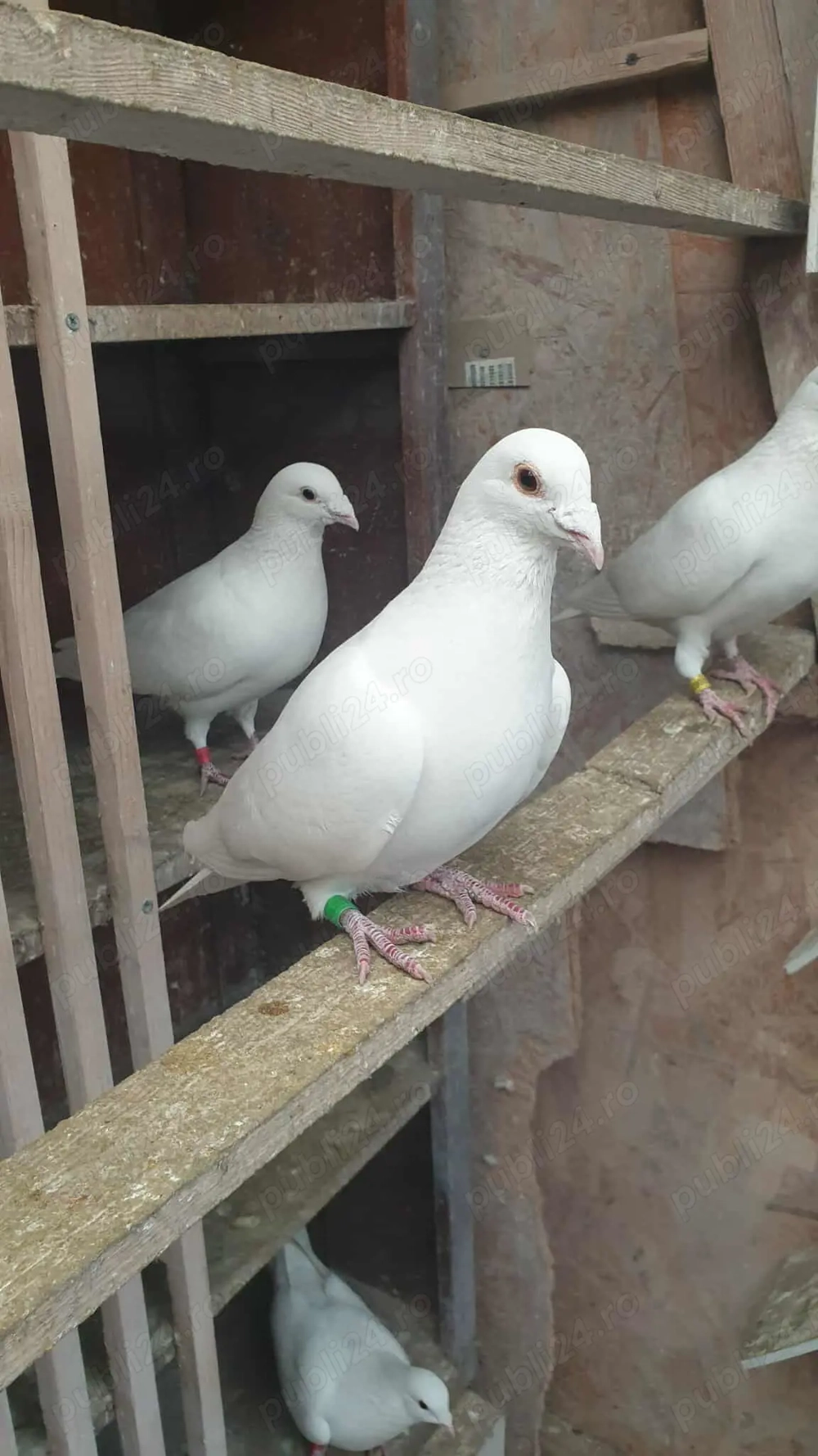 Ocazie! Vand 2 masculi voiajori albi sport, 2023, stare impecabila!