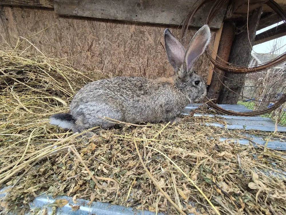 Iepuri disponibili 2 masculi 