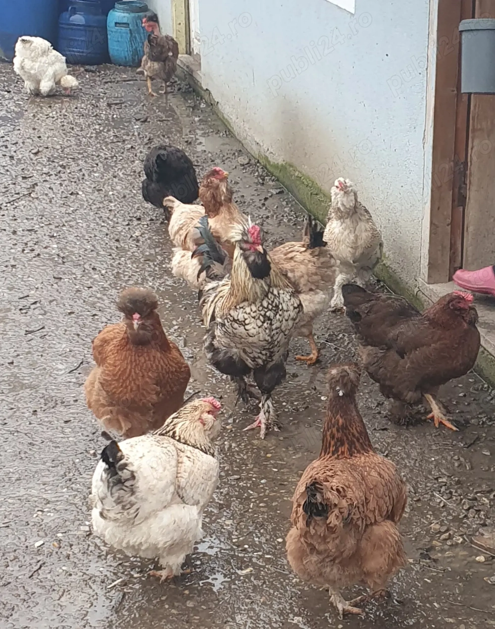 Oua incubat gaini motate, încălțate, barboase.