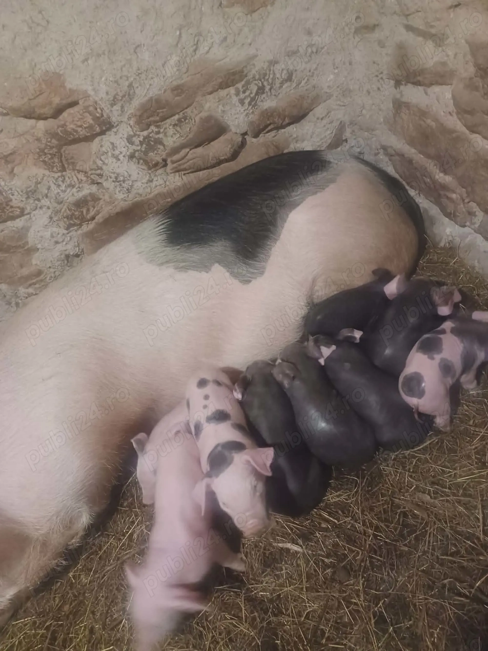 Vand scroafa cu 9 purcei !!