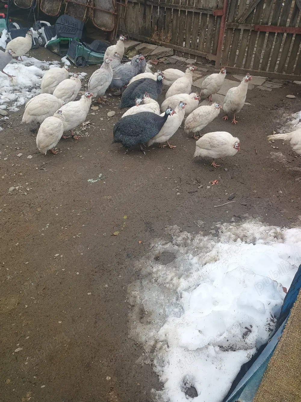 Bibilici de vânzare 