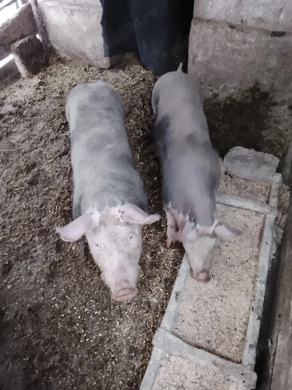 de vinzare 2 scrifite tel  