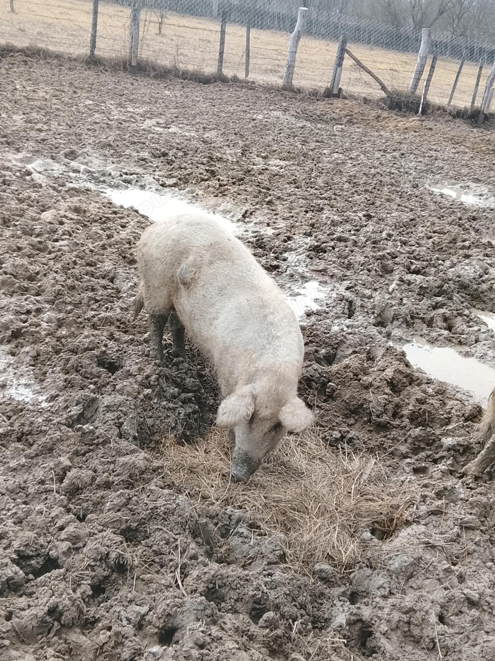 Scroafe pentru reproducere