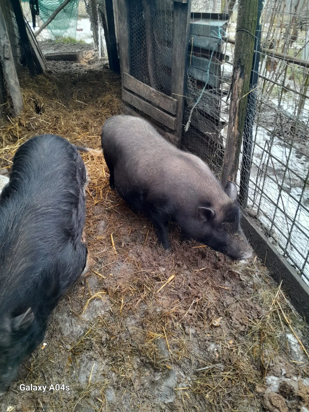 Porci vietnamezi ,scroafe gestante,vier,purcei.