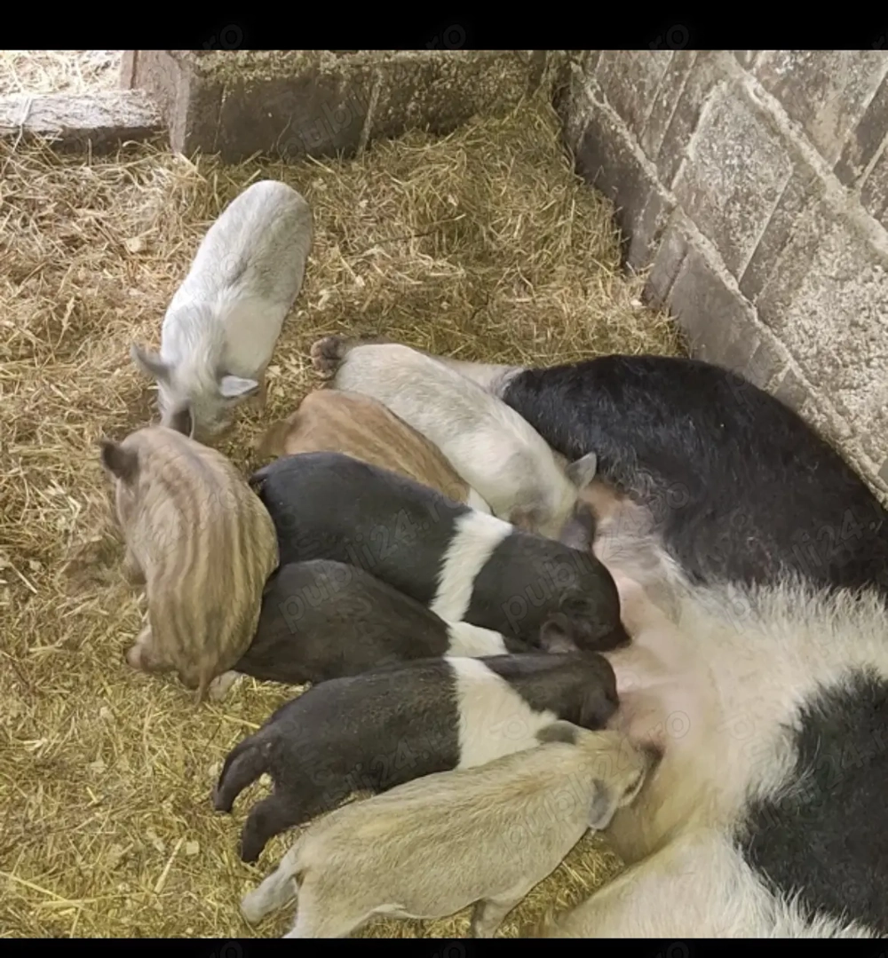 Vand purcei mangalita cu bazna