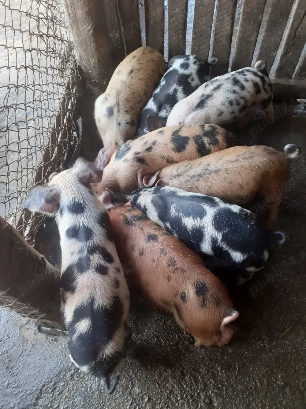 Vând purcei de țară 